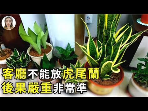 短葉虎尾蘭風水|虎尾蘭｜助淨化家居環境？一文了解品種/風水擺法及 